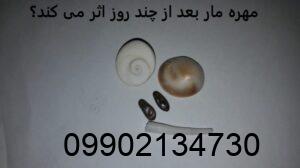 مهره مار بعد از چند روز اثر می کند؟
